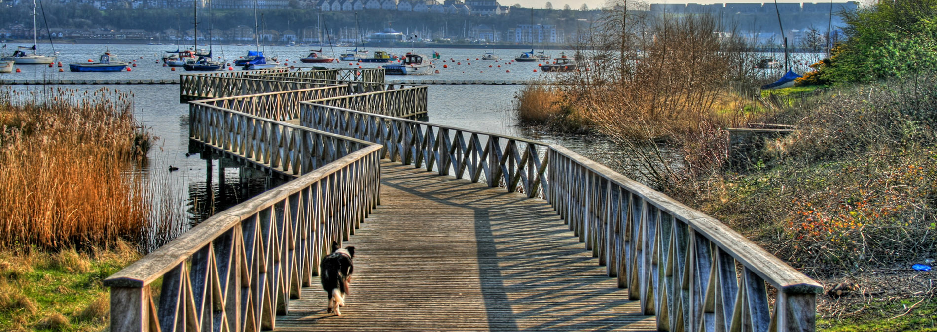 Cardiff Bay Wetland Reserve