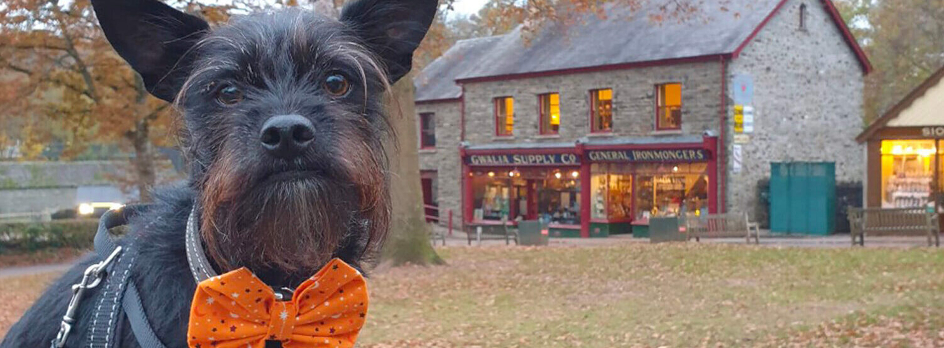 Dog Friendly Cardiff • Discover • Visit Cardiff